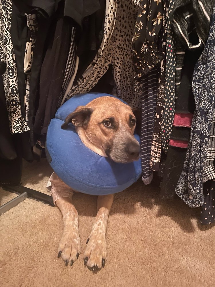 TEXAS HUMANE HEROES Updated September 2024 33 Photos & 76 Reviews