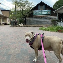 This is Queen, my 100 lb Lab/Pit mix that was allowed to shop with me. The store is the building with the Kelsey's Kabin sign on it. This is Queen, my 100 lb Lab/Pit mix that was allowed to shop with me. The store is the building with the Kelsey's Kabin sign on it.