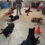 Photo of Crawford's Canine Dog Training