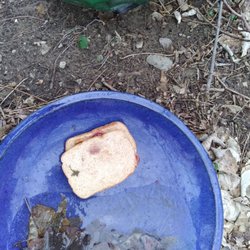 Manet - Bread for the Birds...  Save the Last of the Dinosaurs.