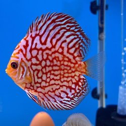 Aukele Aquatics
