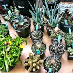 Shepard Garden and Arts Center - Even more!