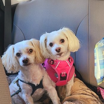 Sit Happens - BaileyAnna and her cousin Cooper - Not barking! - Pet Training Near Me Sit Happens - BaileyAnna and her cousin Cooper - Not barking! - Pet Training Near Me