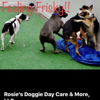 rosie's dog salon