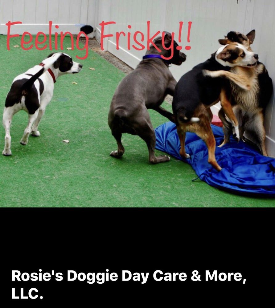 Rosie's Doggie Day Care and More - pet boarding facility in Saint Louis, MO