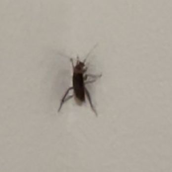 Canterra - Large roach populating units - Apartments Near Me - Palm Desert, California Canterra - Large roach populating units - Apartments Near Me - Palm Desert, California