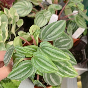 Swansons Nursery - Watermelon peperomia in both round shaped leaves (pot in the back) and longer shaped leaves. So cute! - Nurseries & Gardening Near Me - Seattle, Washington