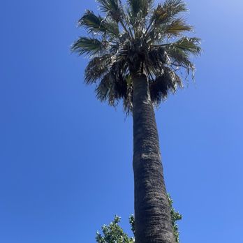 Califa Tree Care - Before trimming - Tree Services Near Me Califa Tree Care - Before trimming - Tree Services Near Me