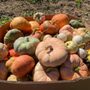 Photo of Ashlock Farms