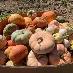 Ashlock Farms - Pumpkin Time