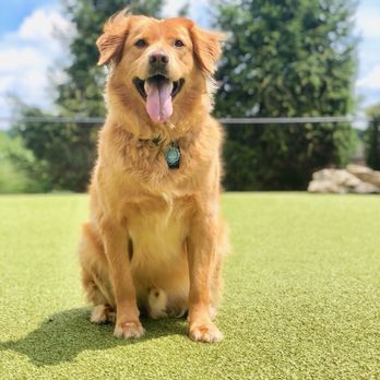 Happy Bark & Tails - Dog Walkers Near Me Happy Bark & Tails - Dog Walkers Near Me