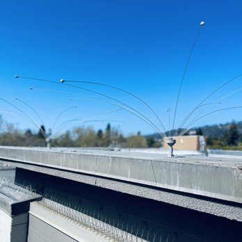 Certech Environmental Services - Pigeon and Gull Exclusion - Pest Control Near Me - Walnut Creek, California