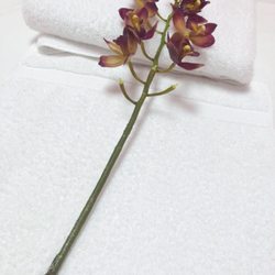 Taishan Massage