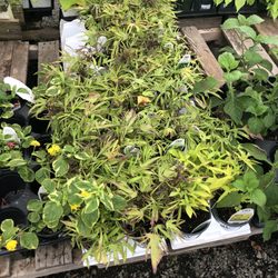 Meadows Farms Nurseries - Warrenton