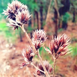 Big Woods Wildlife Management Area
