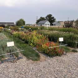 Leaning Barn Farms - Flower patch