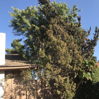 Freddy's Tree Service - Tree Services Near Me - Anaheim, California Freddy's Tree Service - Tree Services Near Me - Anaheim, California
