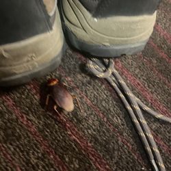 Magnolia Dallas Downtown - The big roach I woke up to.