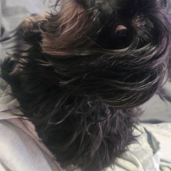 Benosdog Pet Grooming - This is Nutella before. She came to our home in much need of some TLC. - Pet Groomers Near Me - Ontario, California Benosdog Pet Grooming - This is Nutella before. She came to our home in much need of some TLC. - Pet Groomers Near Me - Ontario, California
