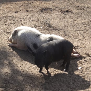 Tierpark Perleberg - Tierpark Perleberg - Zoos Near Me - Perleberg, BB