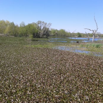 Brazos Bend State Park - 40-acre lake - Parks Near Me - Needville, Texas Brazos Bend State Park - 40-acre lake - Parks Near Me - Needville, Texas