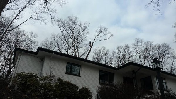 Medina Tree Services