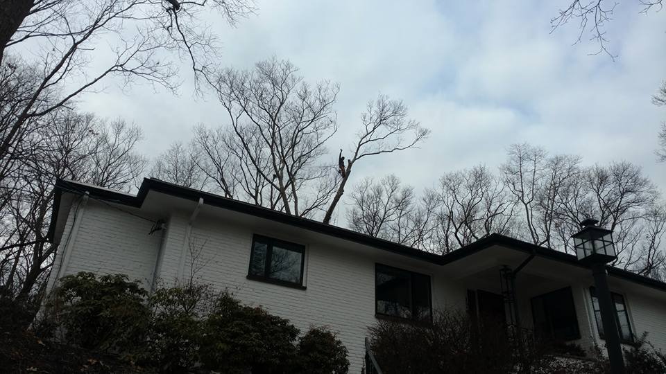 Medina Tree Services - tree service in Waltham, MA