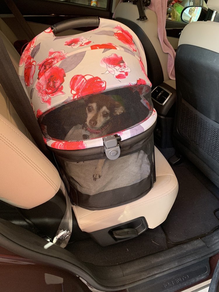 VALLEY DOG GROOMING Updated June 2024 10 Photos & 25 Reviews 1501