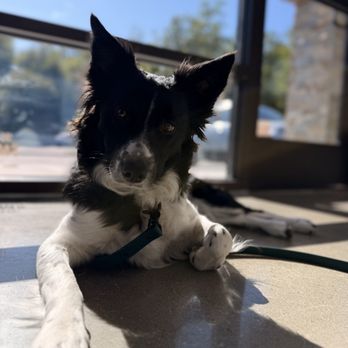 Pacific Coast Veterinary Specialists - Here's my sweet girl completely relaxed - Veterinarians Near Me - Calabasas, California Pacific Coast Veterinary Specialists - Here's my sweet girl completely relaxed - Veterinarians Near Me - Calabasas, California