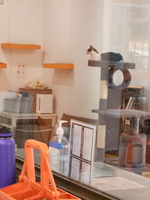 Mew Haven Cat Cafe by null