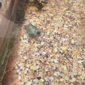 Walmart Supercenter - Dead crumbling fish! - Department Stores Near Me - Apache Junction, Arizona