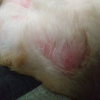 PetSmart - ABUSE! YOU HAVE TO KNOW YOU ARE DOING THIS! - Pet Stores Near Me - Marysville, Washington PetSmart - ABUSE! YOU HAVE TO KNOW YOU ARE DOING THIS! - Pet Stores Near Me - Marysville, Washington