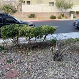 My newly trimmed plants. My newly trimmed plants.