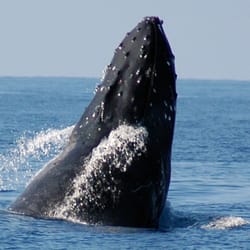 Big Island Shaka - Whale breach next to the boat off Kohala Coast!!
