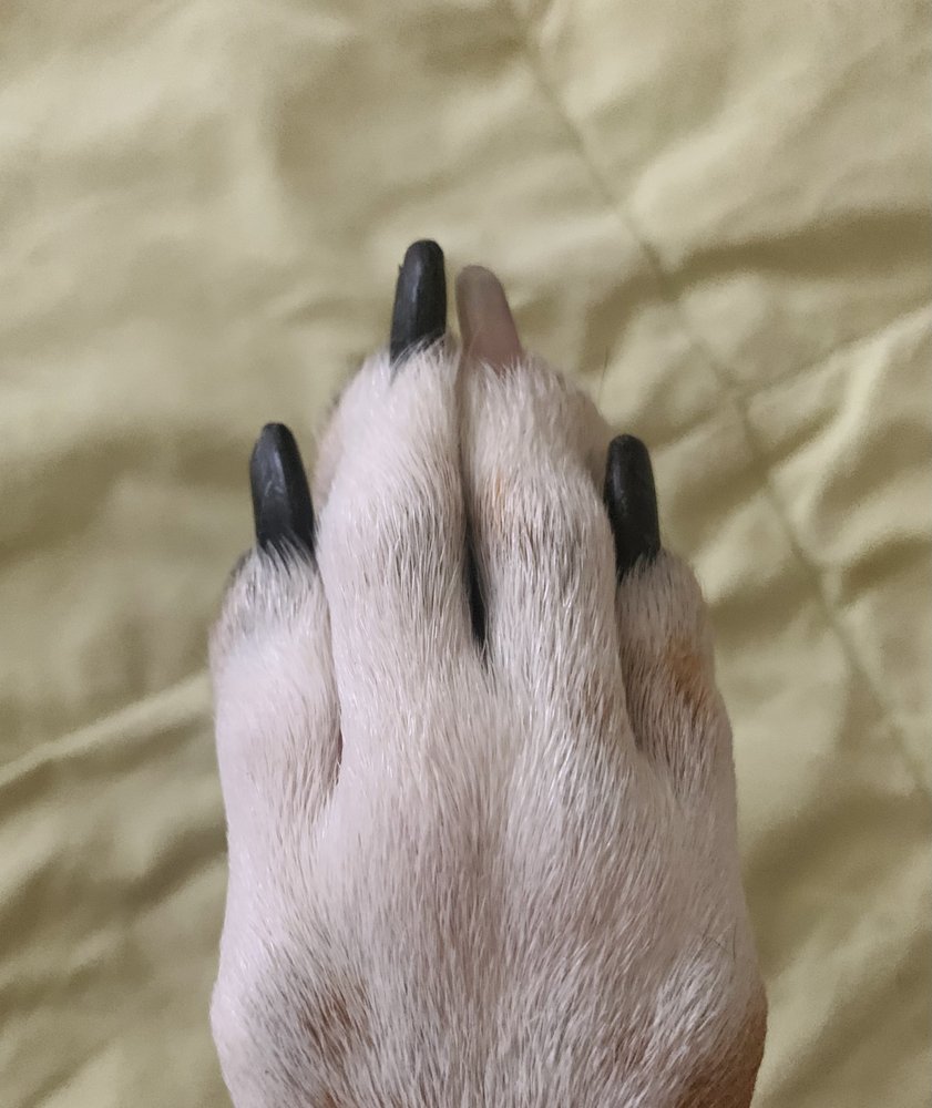Nails and Tails Mobile Animal Care Image