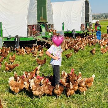 McIntyre Pastures Farm - Pasture Raised Hens - Farmers Market Near Me - Caldwell, Idaho McIntyre Pastures Farm - Pasture Raised Hens - Farmers Market Near Me - Caldwell, Idaho