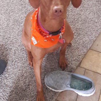 Doggie Stylez - Looking good after her bath & nail trim today.  She loved the visit! - Pet Groomers Near Me - Cedar City, Utah