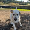 Dogwood Ranch Pet Resort gift card