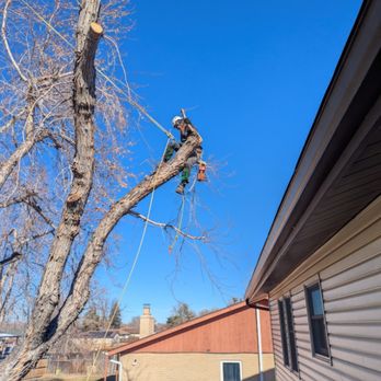 Axe and Oak Tree Care - Clearing the house/roof for sale of home (insurance requirement) - Tree Services Near Me
