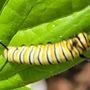Photo of Caterpillar Chow
