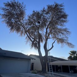 Julio Juarez Tree Trimming