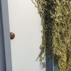 Rudramandir - TFW The door hasn't been used in a while