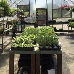 Peanut's Garden Center