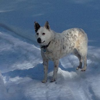 san joaquin veterinary clinic