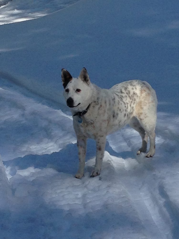 SAN JOAQUIN VETERINARY HOSPITAL 15 Photos & 37 Reviews