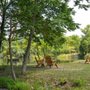 Photo of Thousand Trails Horseshoe Lakes