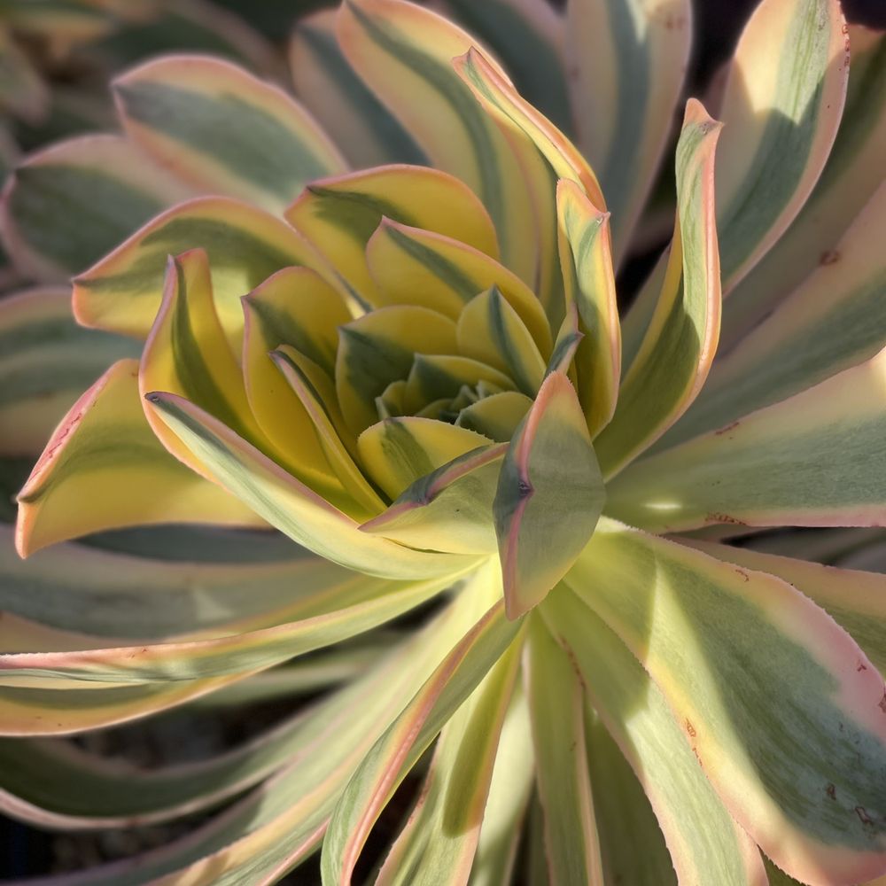 Armstrong Garden Centers - Nurseries & Gardening Near Me - Temecula, California
