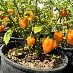 Martinez Nursery - I think this was habanero chilies