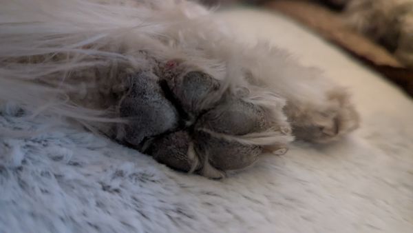 Noni's Pet Boutique & Grooming by null