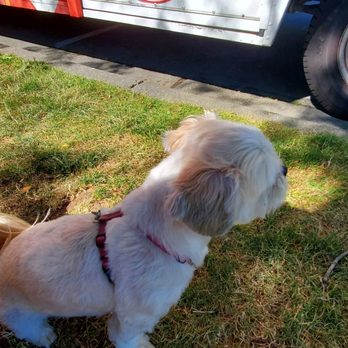 Tornado Potato - My dog & I excitedly awaiting our family's order (2 Parm & Cheese, 1 Jalapeno & 1 white cheddar)! All very delicious! - Food Trucks Near Me - Coquitlam, British Columbia Tornado Potato - My dog & I excitedly awaiting our family's order (2 Parm & Cheese, 1 Jalapeno & 1 white cheddar)! All very delicious! - Food Trucks Near Me - Coquitlam, British Columbia